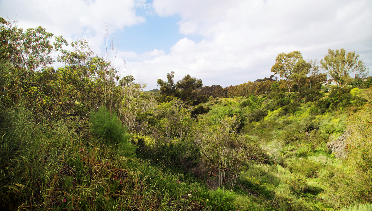 Tecolote Creek - Tecolote Canyon Trail