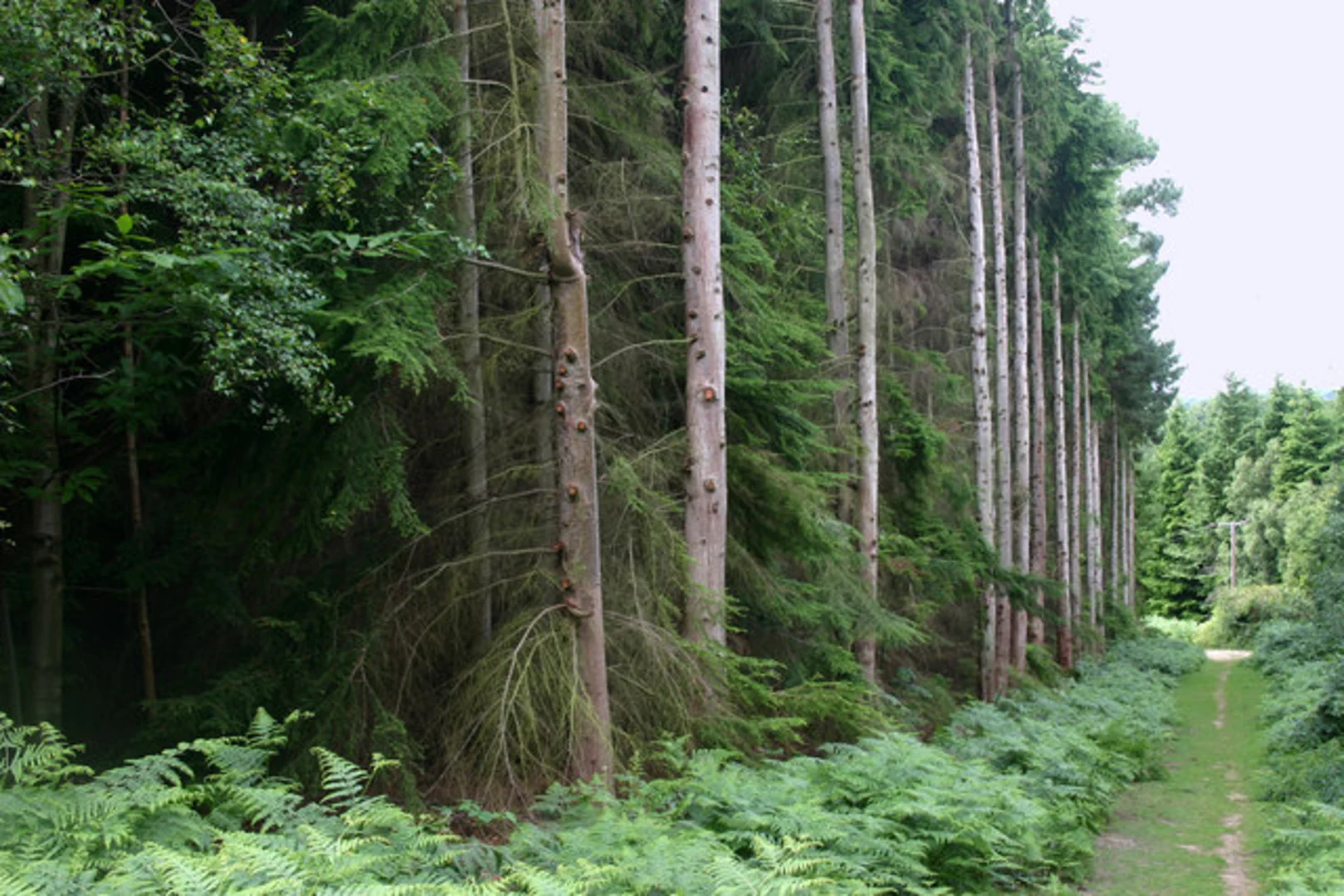 An image depicting the trail High Blooms to Fletchers via Somerhill Park and Snipe Wood and its surrounding area.
