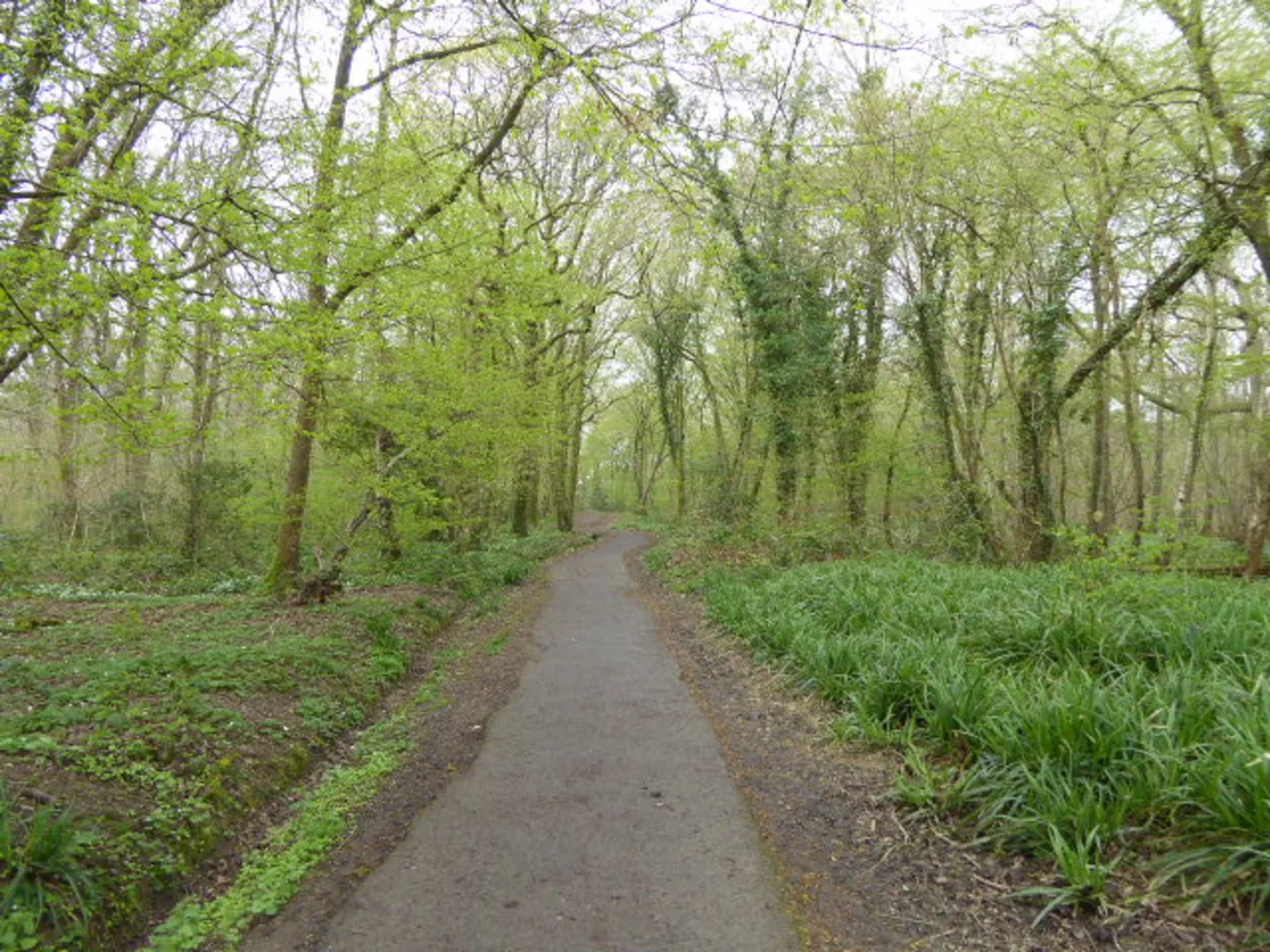 An image depicting the trail Ups and Downs and Blunts Wood via Barrackfield Walk and its surrounding area.