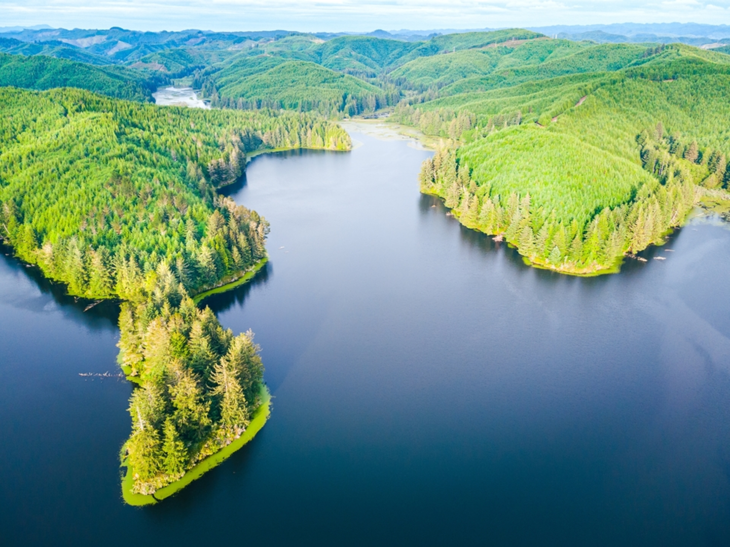 An image depicting the trail Tahkenitch Creek Trail and its surrounding area.