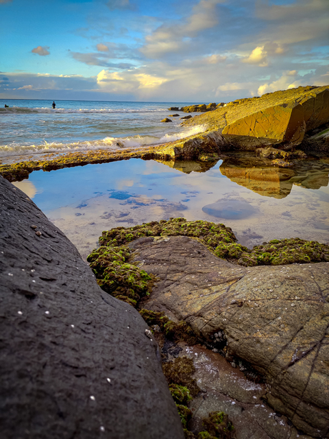 An image depicting the trail Palm Grove Circuit Track and its surrounding area.