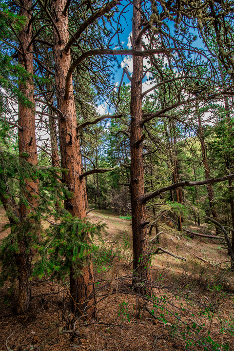 An image depicting the trail Coulson Gulch Trail and its surrounding area.