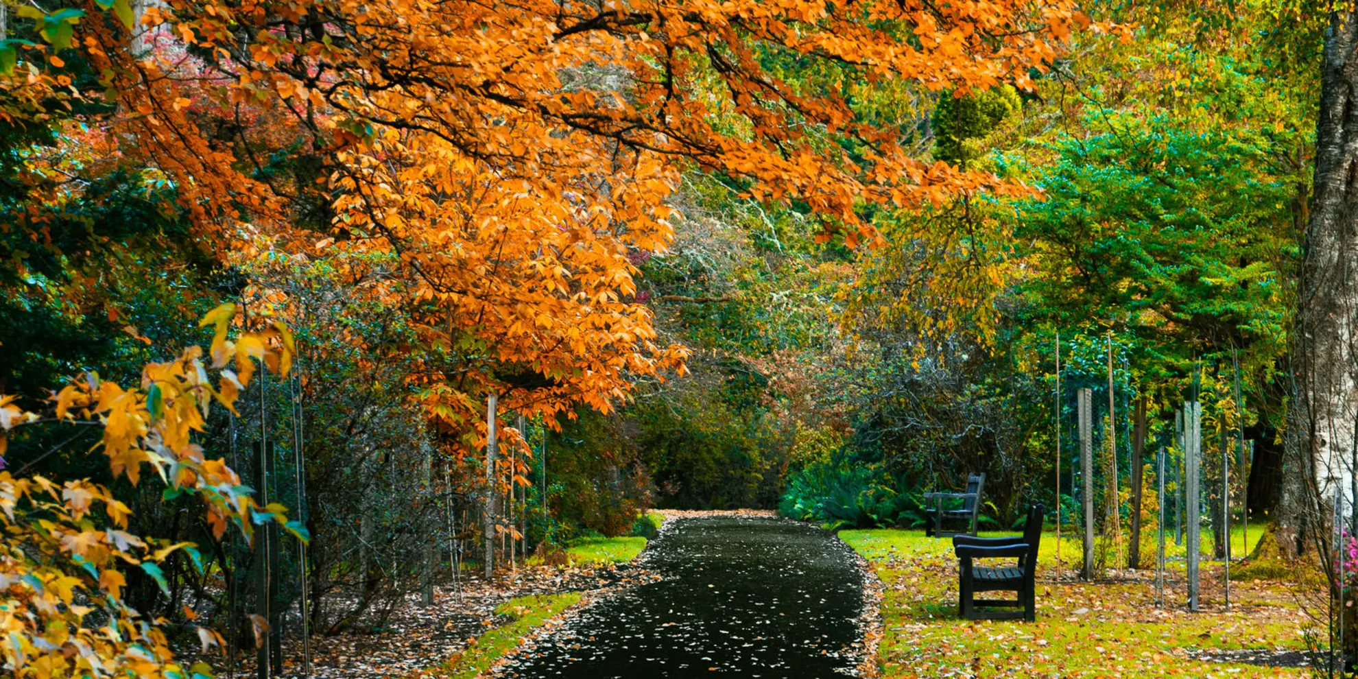 An image depicting the trail River Eachaig and Massan Circuit and its surrounding area.