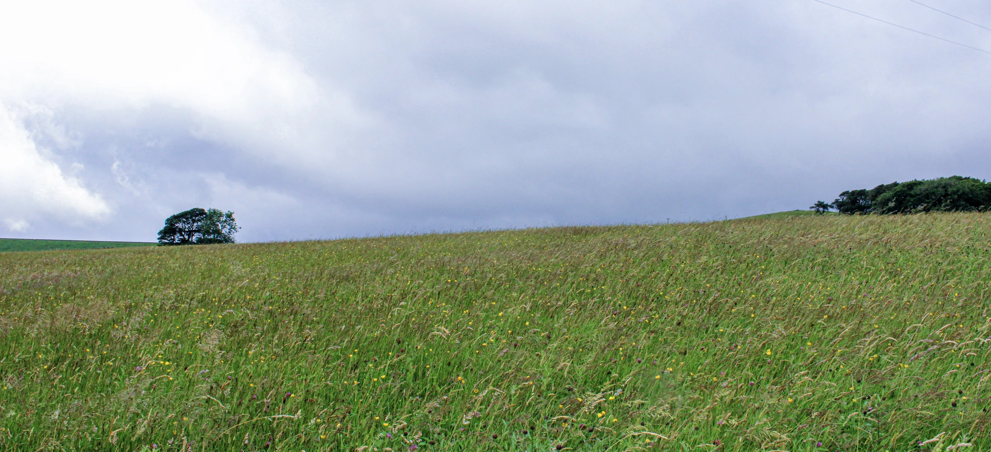 An image depicting the trail Hannah’s Meadows, Baldersdale – North Pennines AONB and its surrounding area.
