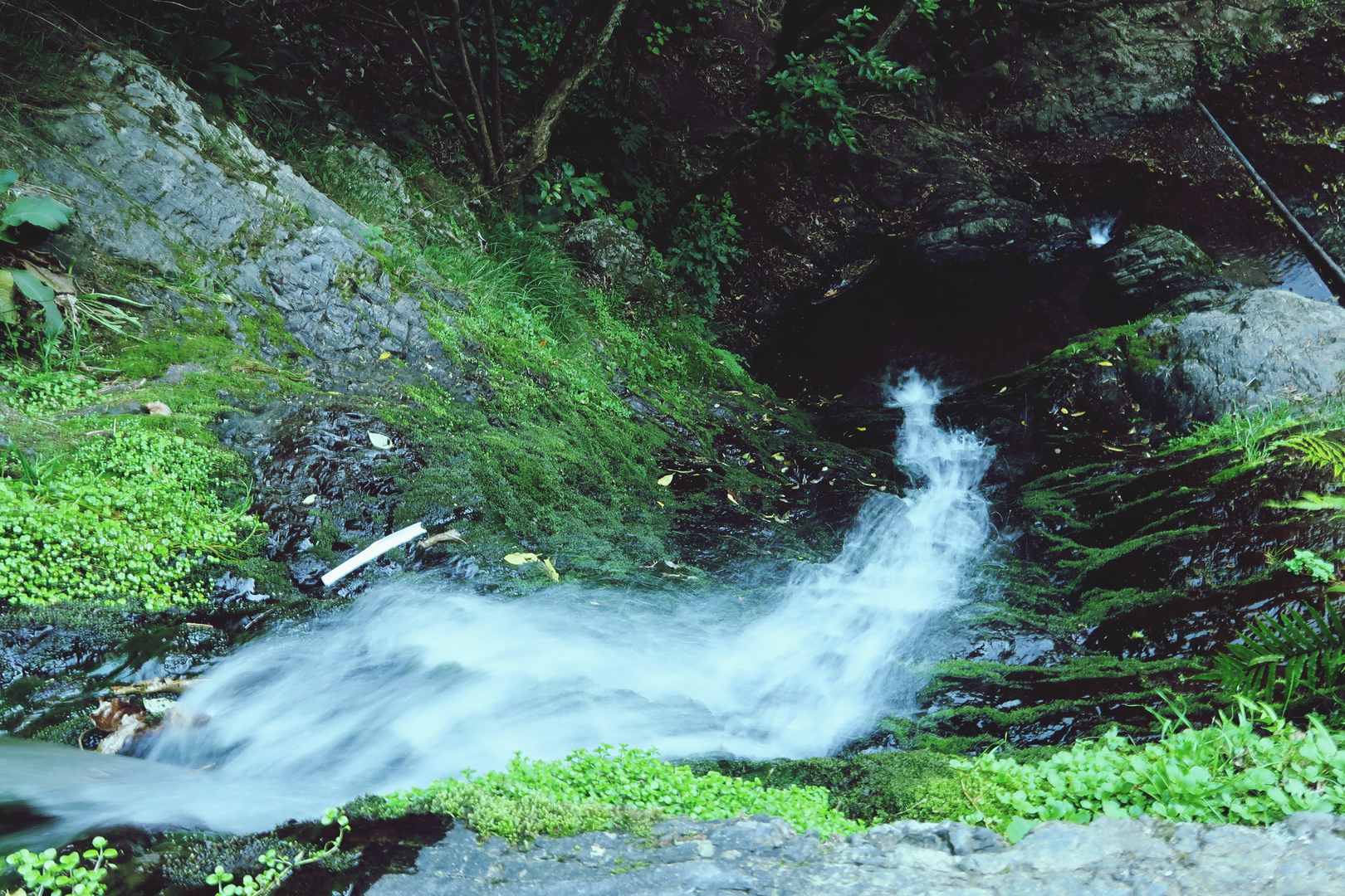 An image depicting the trail Lawson's Track and its surrounding area.