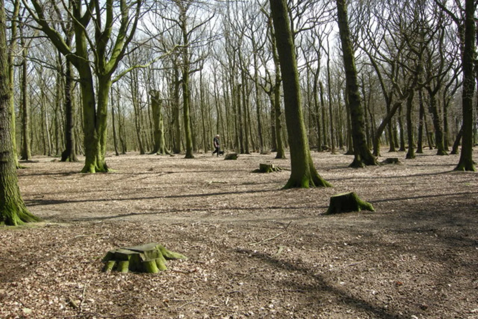 An image depicting the trail Wickersley Wood Loop and its surrounding area.