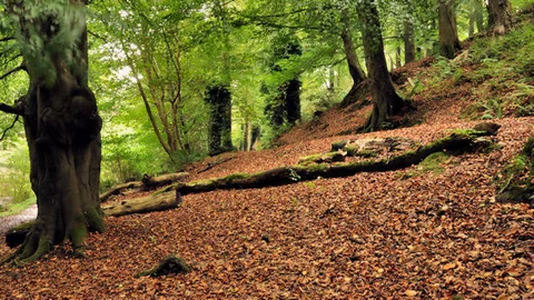 An image depicting the trail Meadow Walk Loop - Crawfordsburn Country Park and its surrounding area.