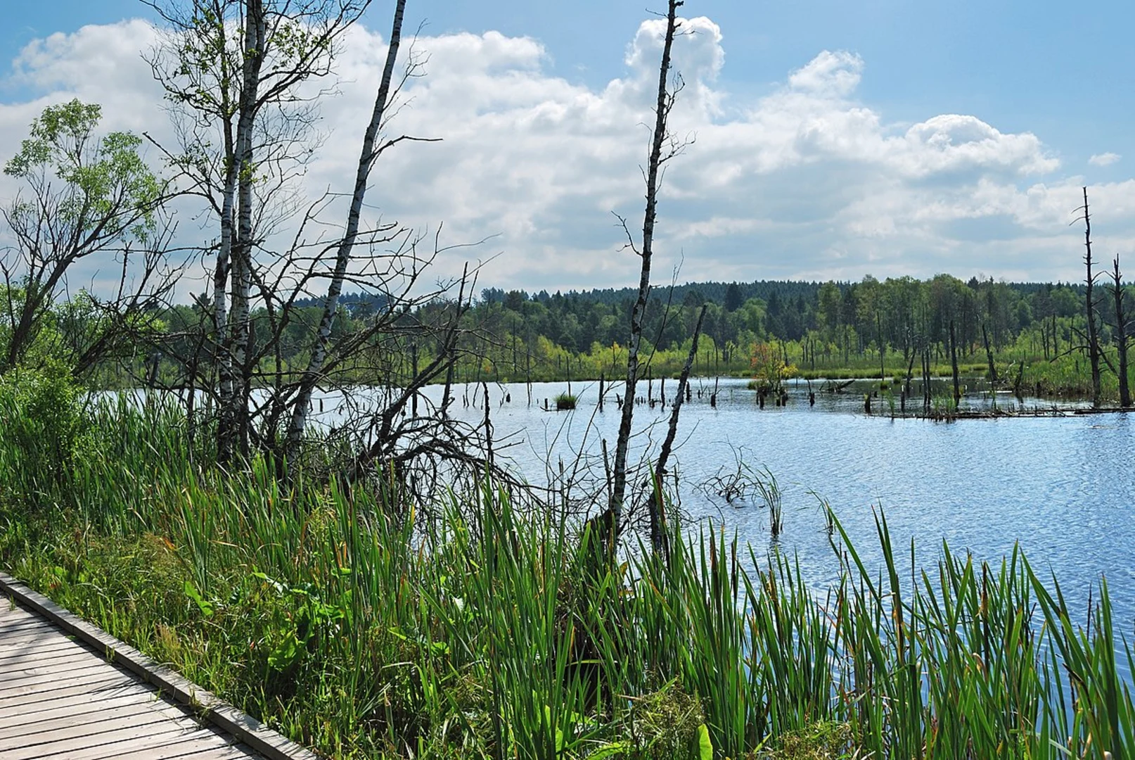 An image depicting the trail Schwenninger Moos Loop and its surrounding area.