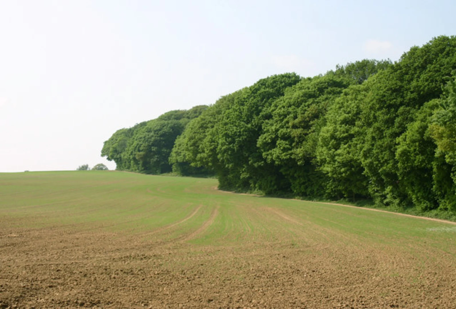 An image depicting the trail Hockley Woods Loop and its surrounding area.