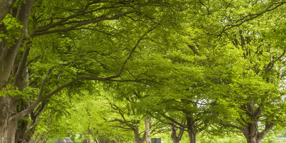 Eye Bridge and Pamphill - Kingston Lacy Walk
