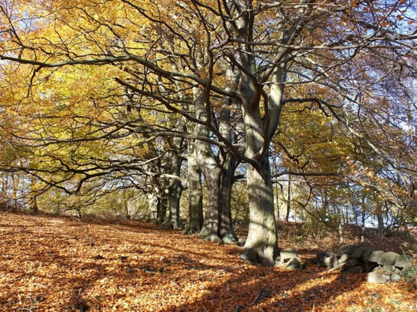 An image depicting the trail River Derwent, Bow Wood and Lea Wood Loop and its surrounding area.