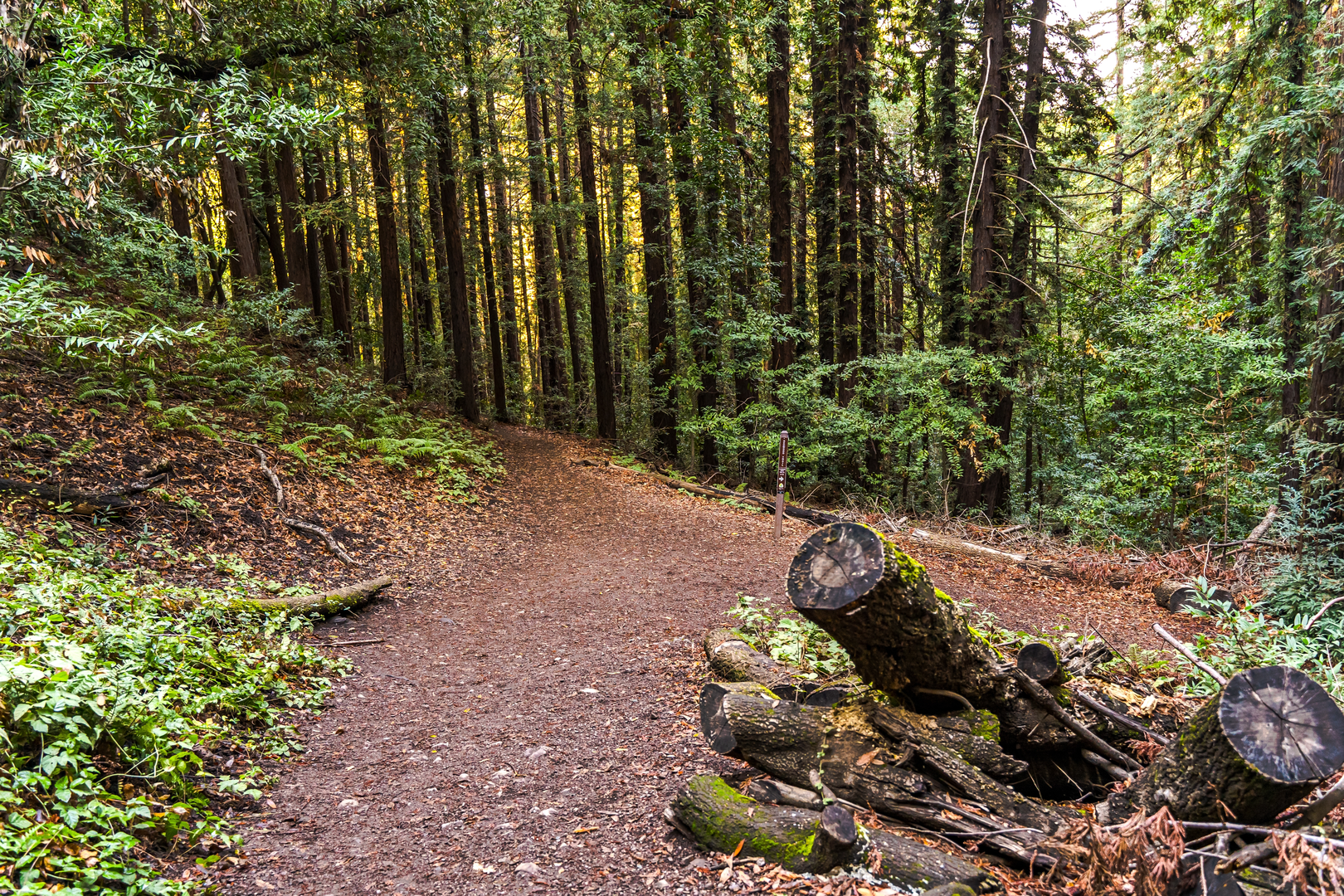 An image depicting the trail Lookout Point from Piedmont Road and its surrounding area.