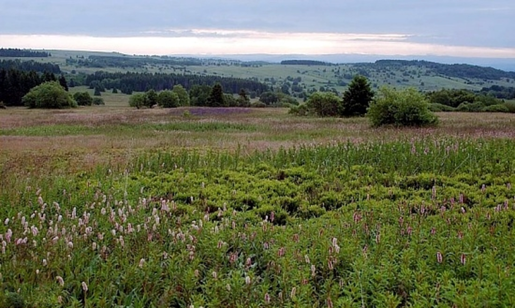 An image depicting the trail Schornhecke, Lange Rhön and Basaltsee Loop via Saar Schlesien Weg and its surrounding area.