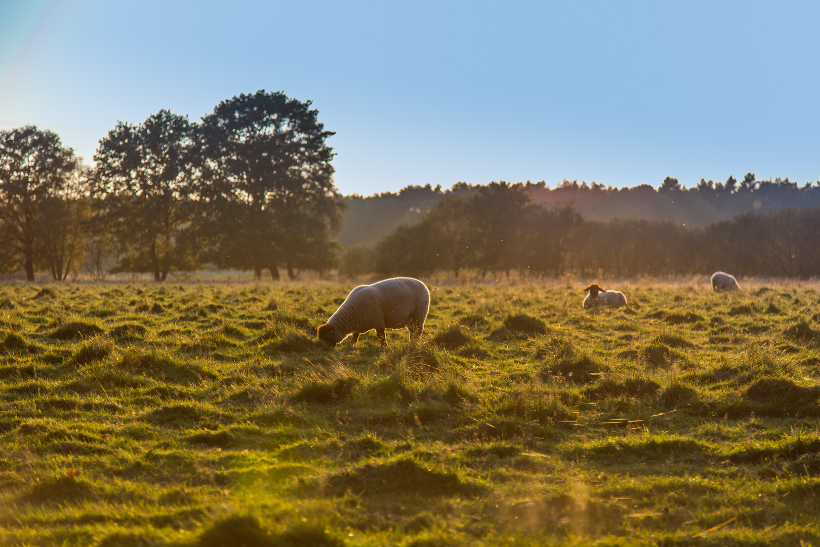 An image depicting the trail Drie Vennen, De Meinweg and Elfenmeer Loop and its surrounding area.