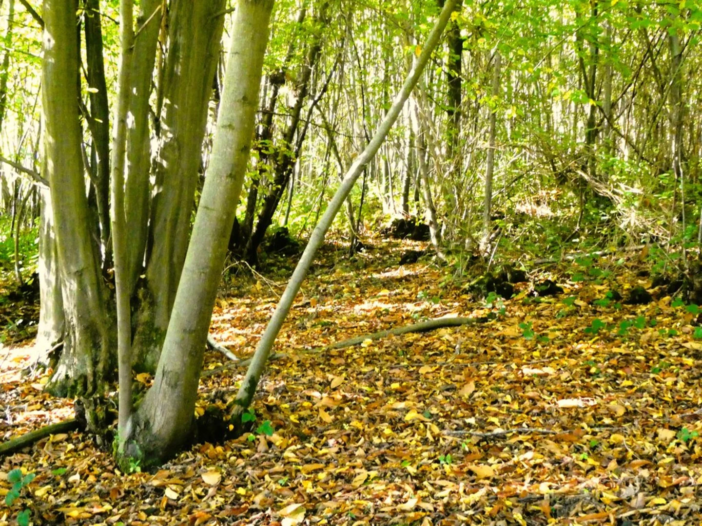 An image depicting the trail Bapchild Country Park and Cromer's Wood and its surrounding area.