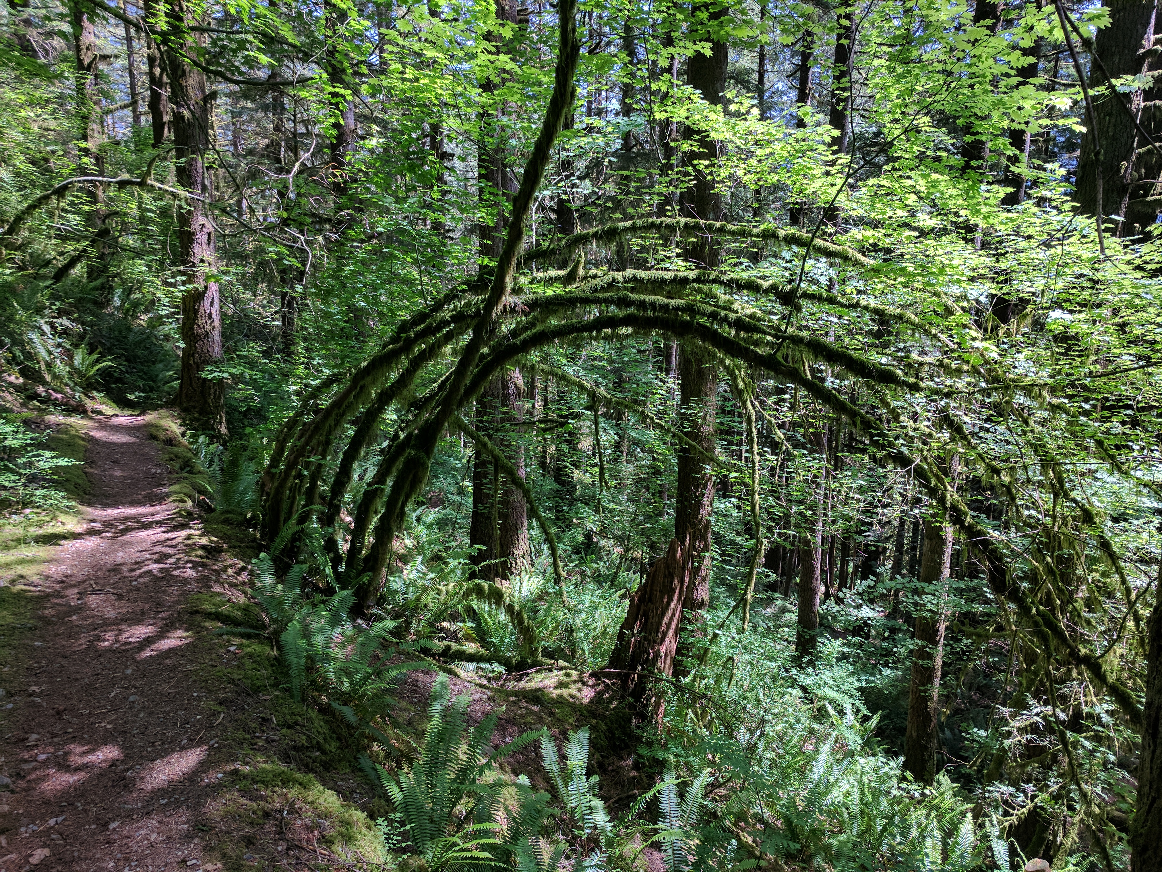 An image depicting the trail Payette National Forest and its surrounding area.