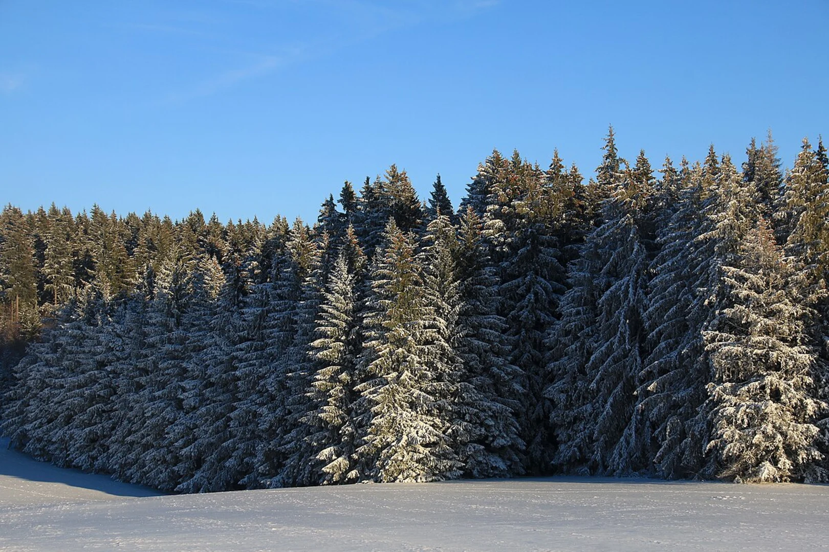 An image depicting the trail Saegeweiher via Saar Rhein Wanderweg and Tannen Rundwanderweg and its surrounding area.