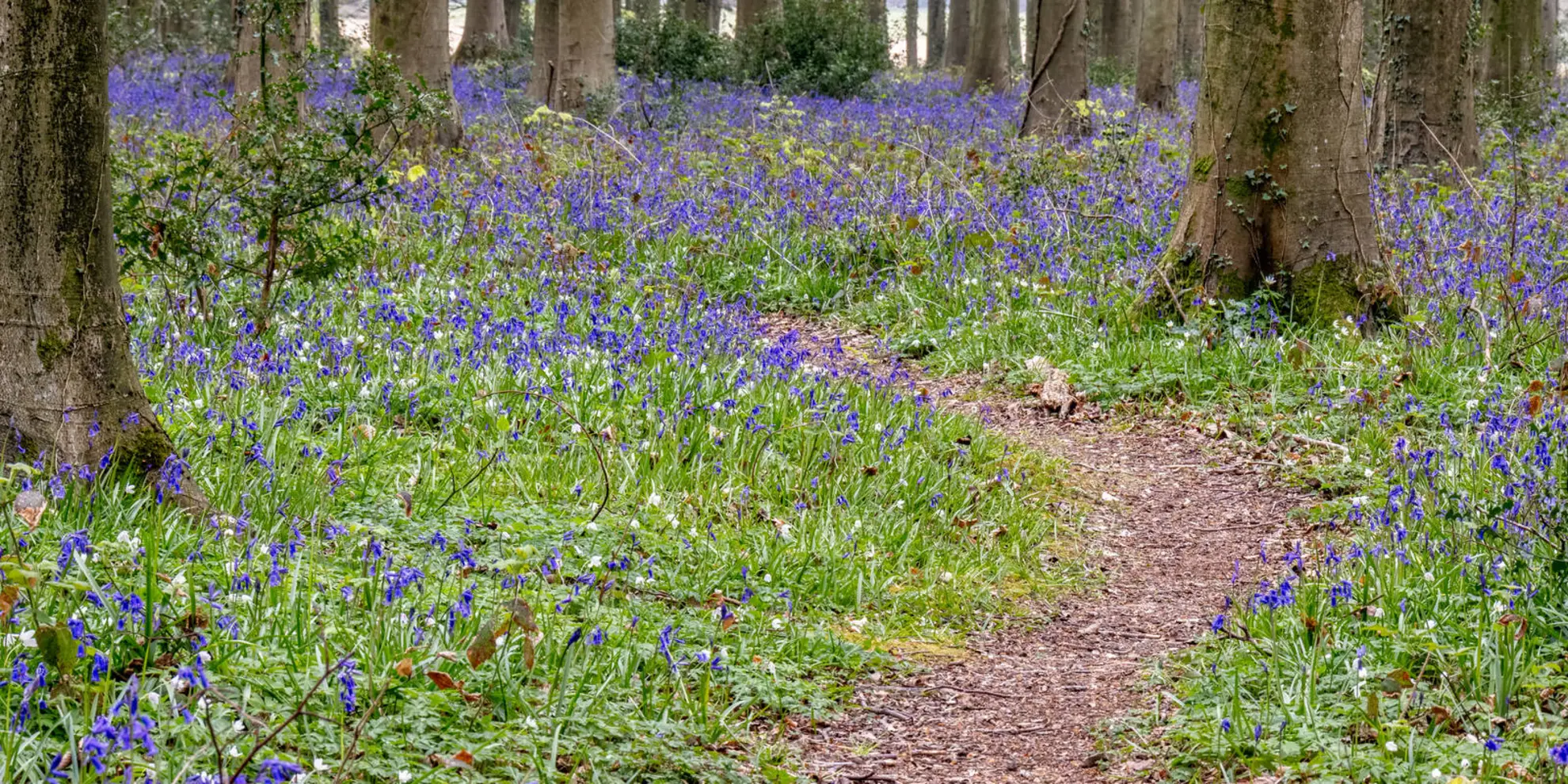 An image depicting the trail Patching and Wepham Wood and its surrounding area.
