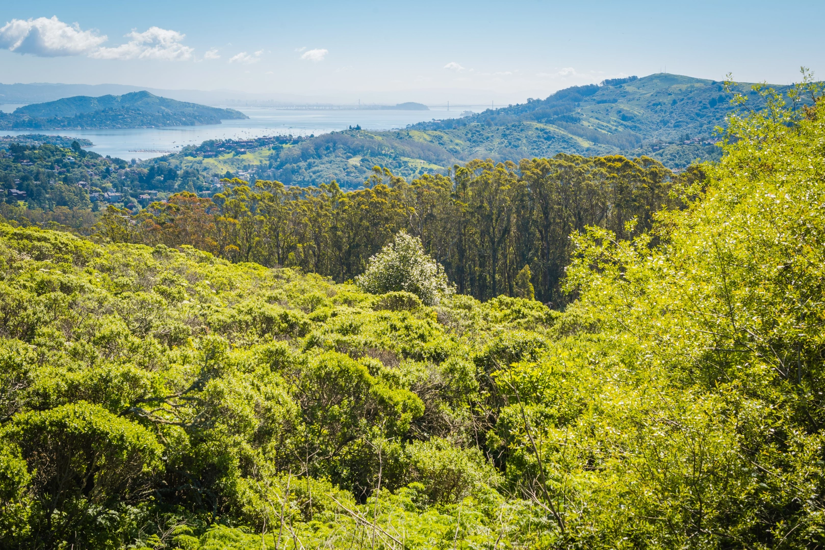 An image depicting the trail Wheeler, Northside and Mount Tamalpais West Point Loop Trail and its surrounding area.