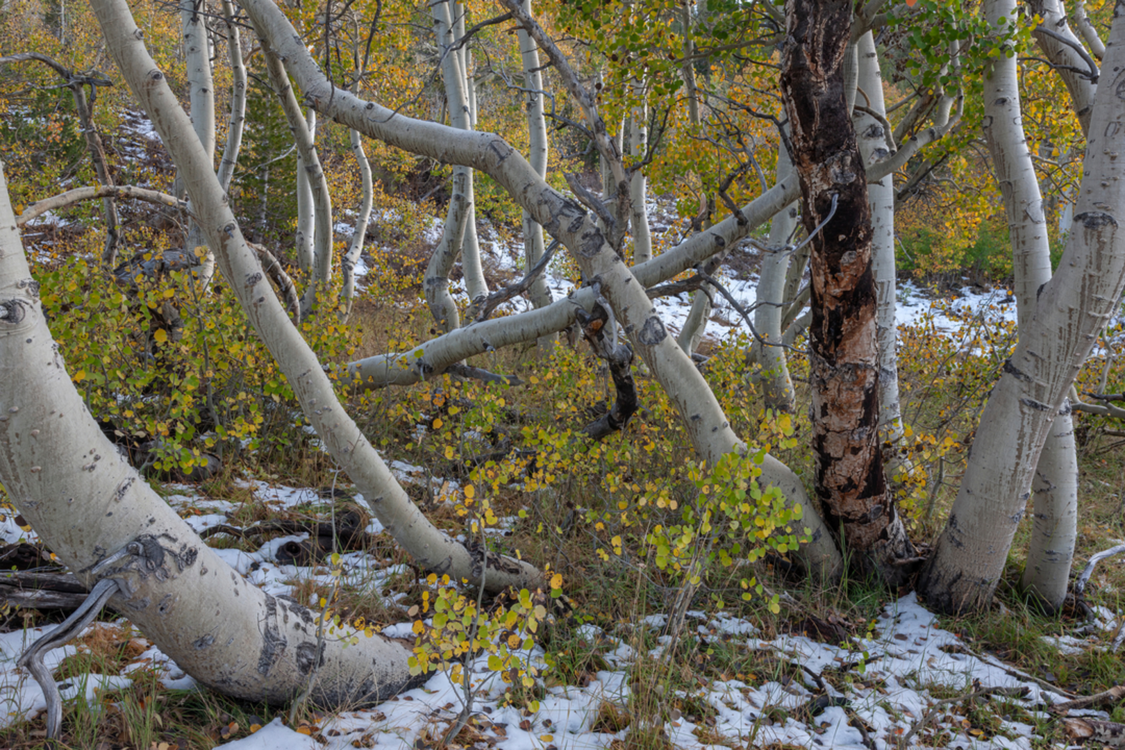An image depicting the trail Aspen Grove Trail and its surrounding area.