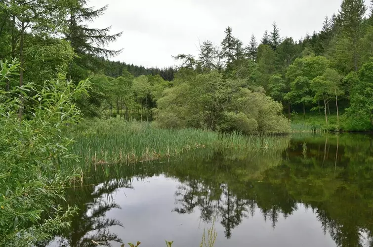 Glentress Ponds Loop Trail