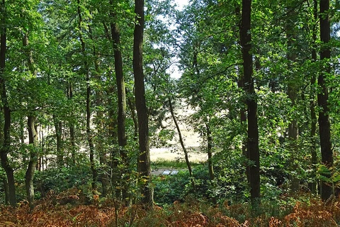 Franse Berg, Pampelse Bossen and Museum Museonder Loop