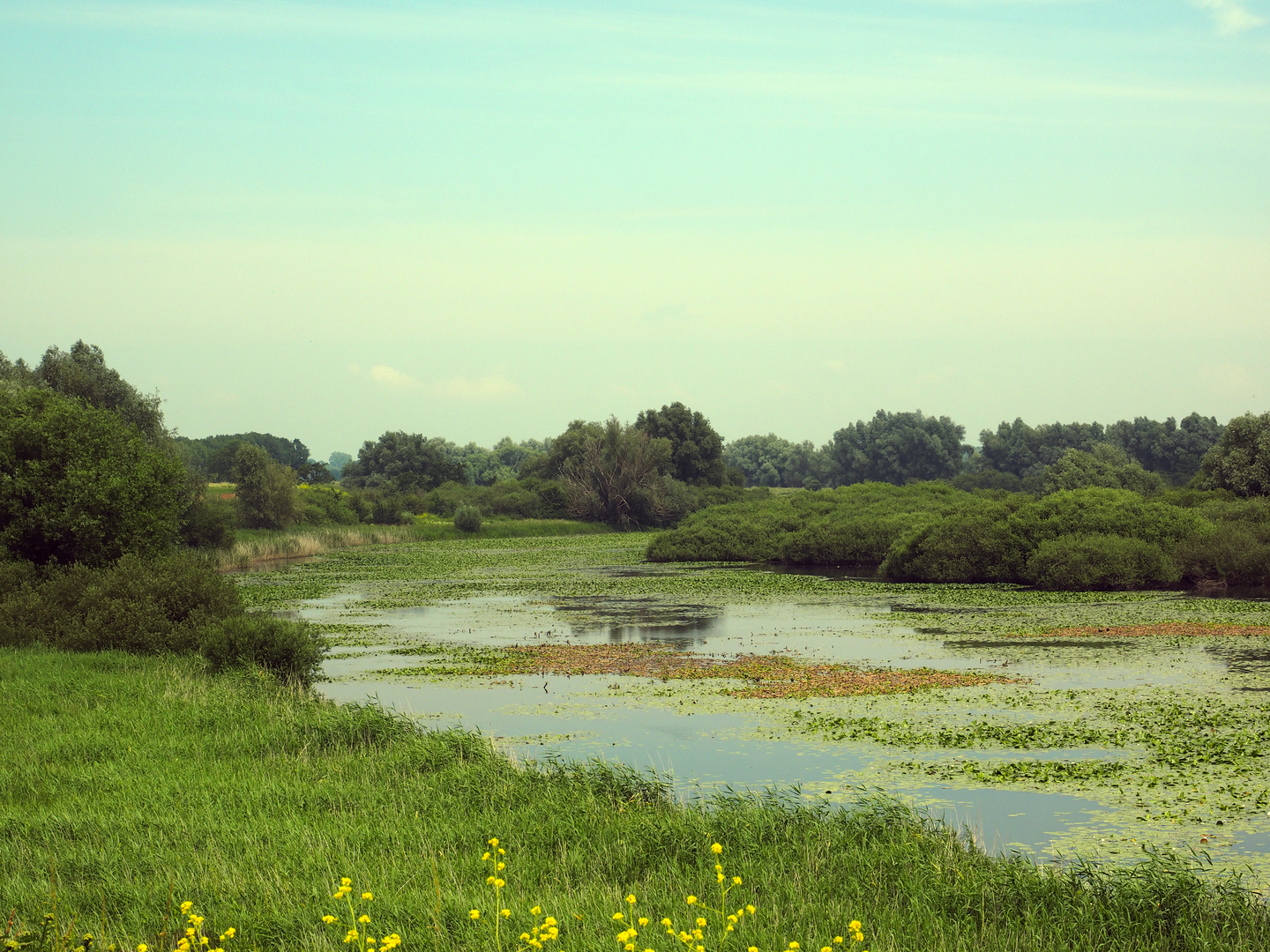 An image depicting the trail Bommellerwaard and Hurwenensche Loop and its surrounding area.