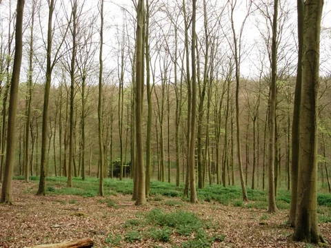 Lower Harstock Wood, Hattonhill Shaw and Bottom Wood Loop