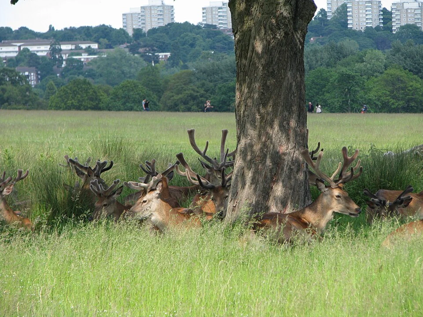 An image depicting the trail Richmond Park East Walk and its surrounding area.