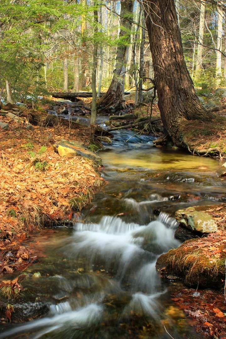 An image depicting the trail Shades Creek - Gray Trail and its surrounding area.
