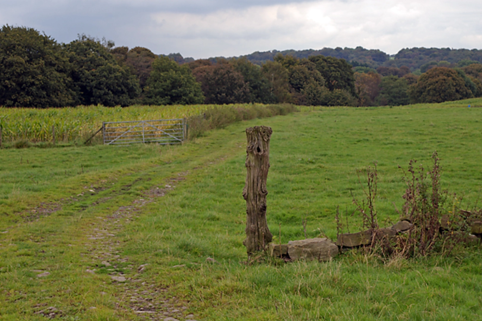 An image depicting the trail Walton le Dale to Samlesbury Bottoms Loop and its surrounding area.