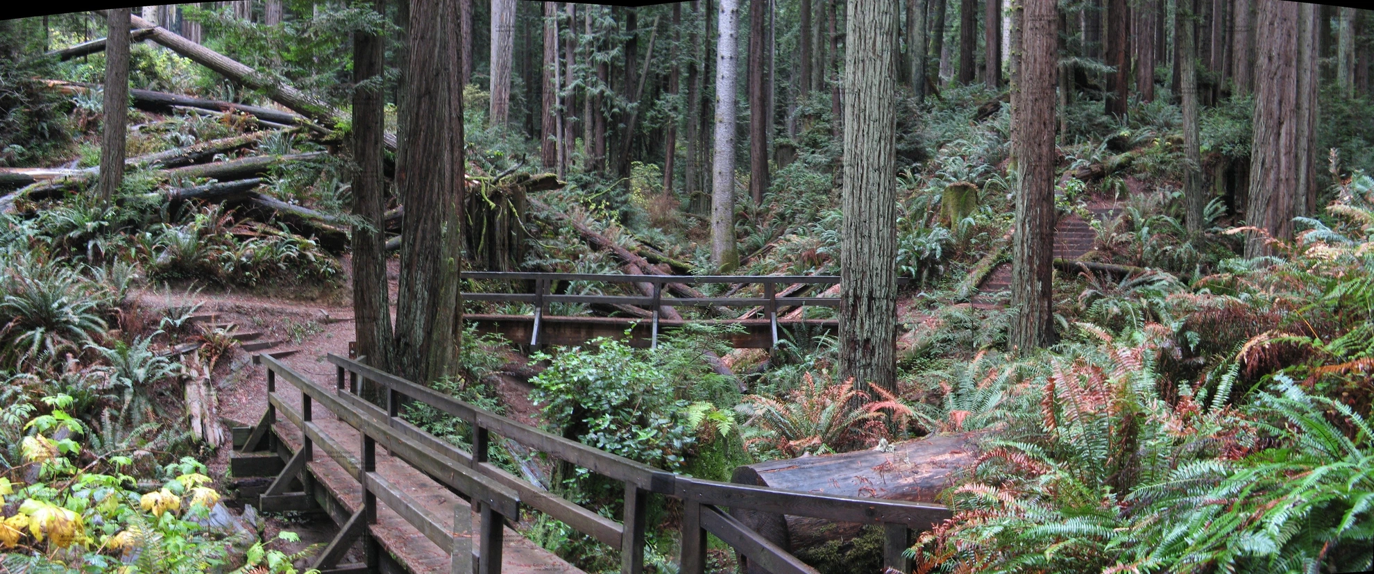 An image depicting the trail Nature, Fickle Hill Grade and Meadow Loop Trail and its surrounding area.