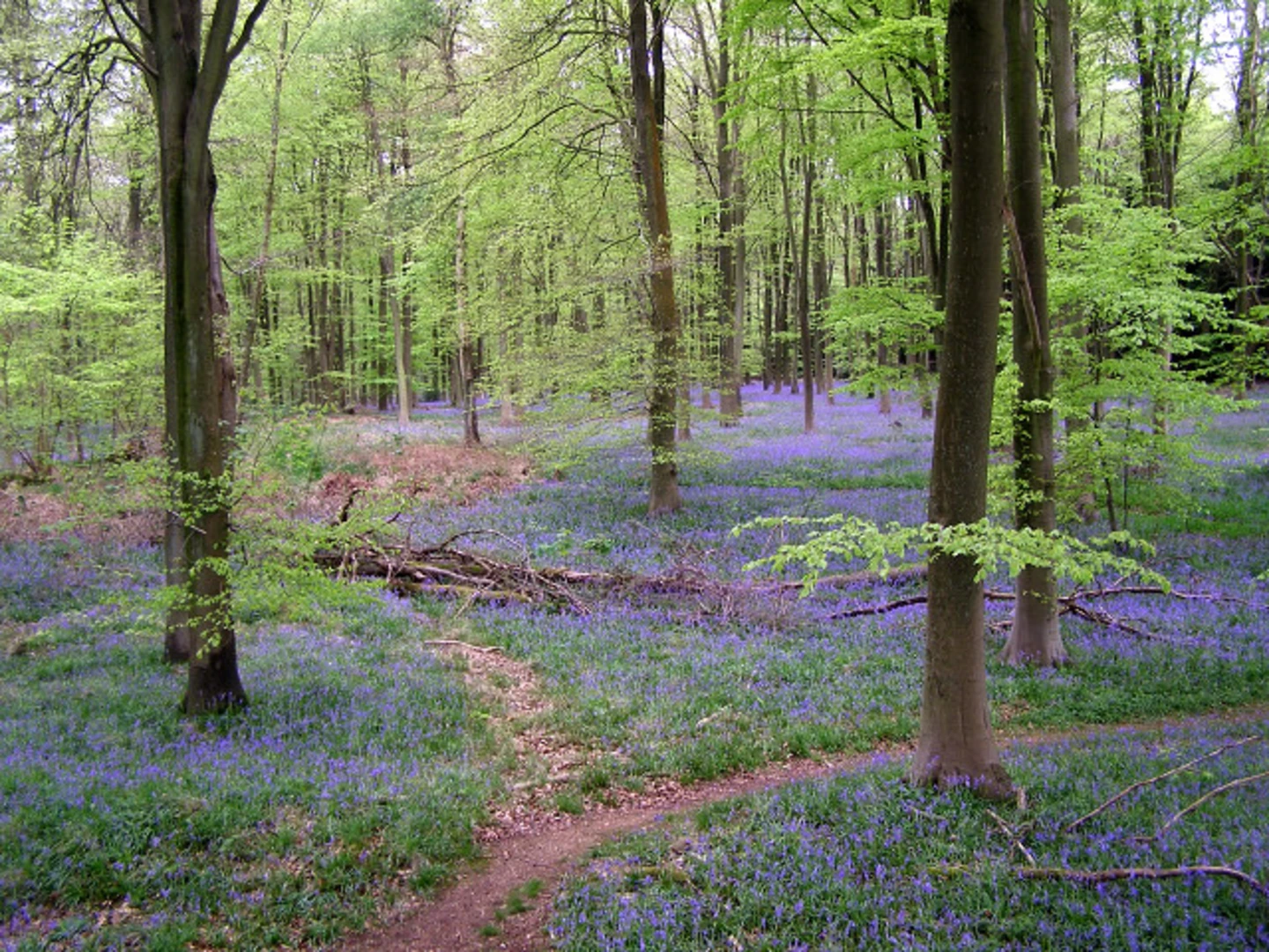 An image depicting the trail Micheldever Wood Walk and Stoke Charity Walk and its surrounding area.