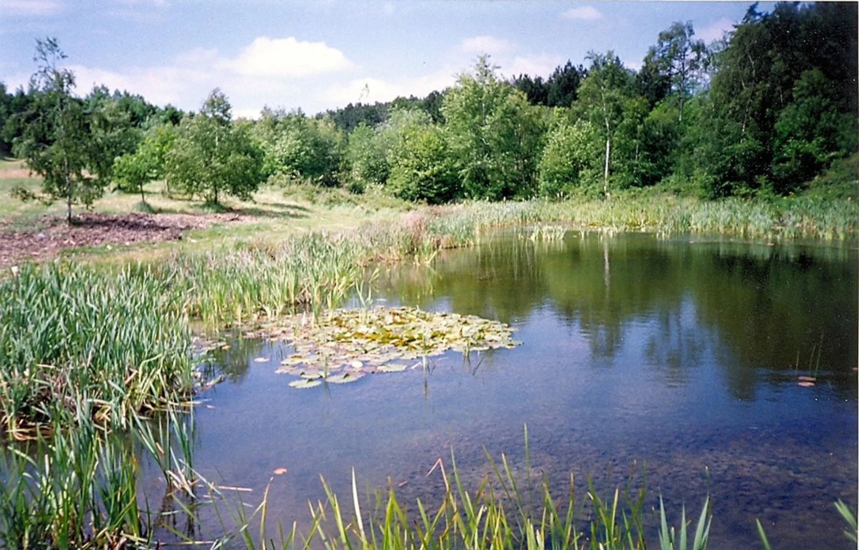 An image depicting the trail Bourne Wood and Fox Wood Loop and its surrounding area.