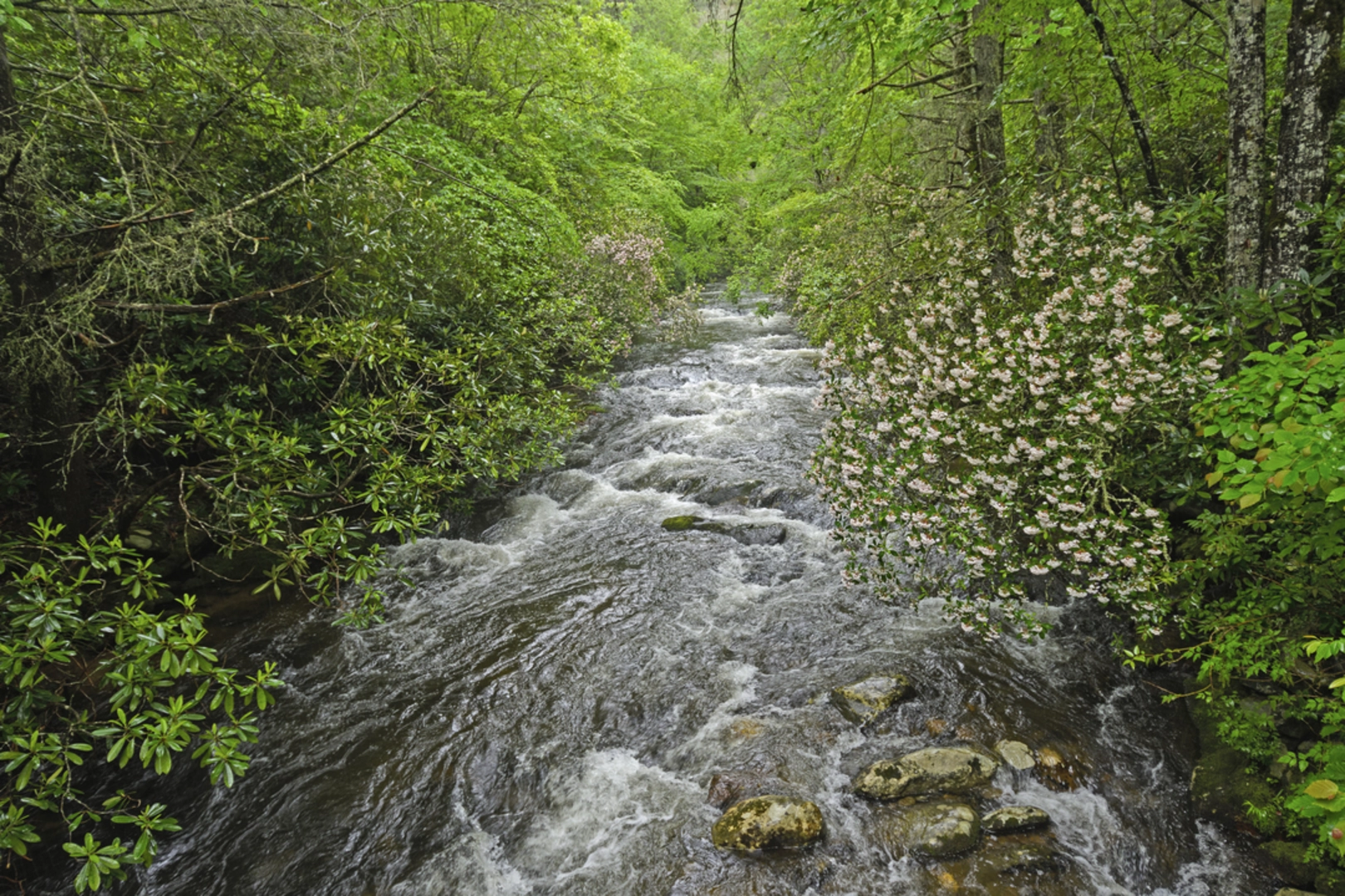 An image depicting the trail Noland Creek Trail - North and its surrounding area.