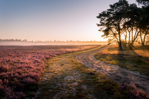 Edesche Heide, Planken Wambuis and Ginkelsche Heide Loop