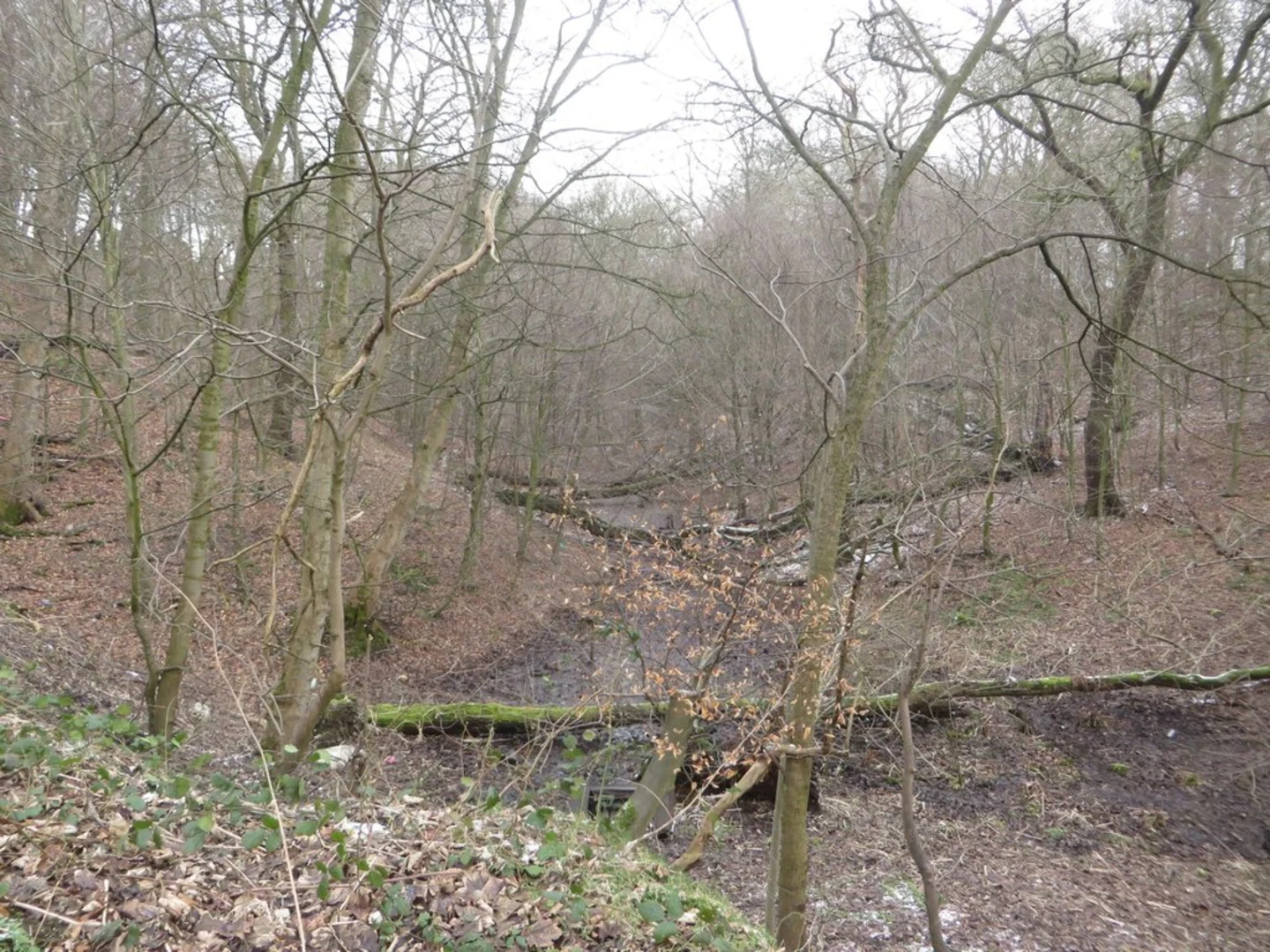 An image depicting the trail Cong Burn Woods Nature Reserve Loop and its surrounding area.