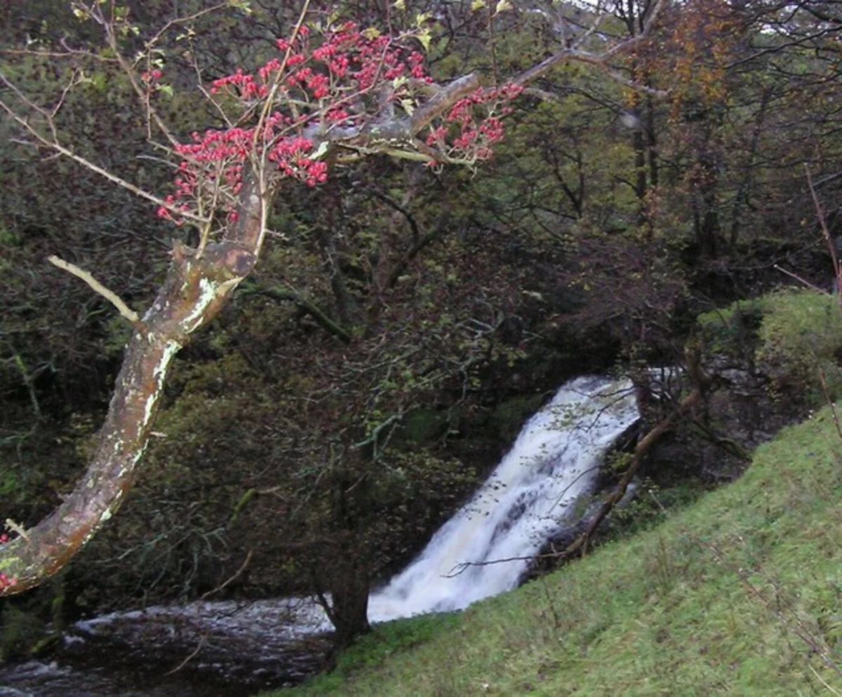 Cray Gill Waterfalls and Middle Falls Loop - Buckden