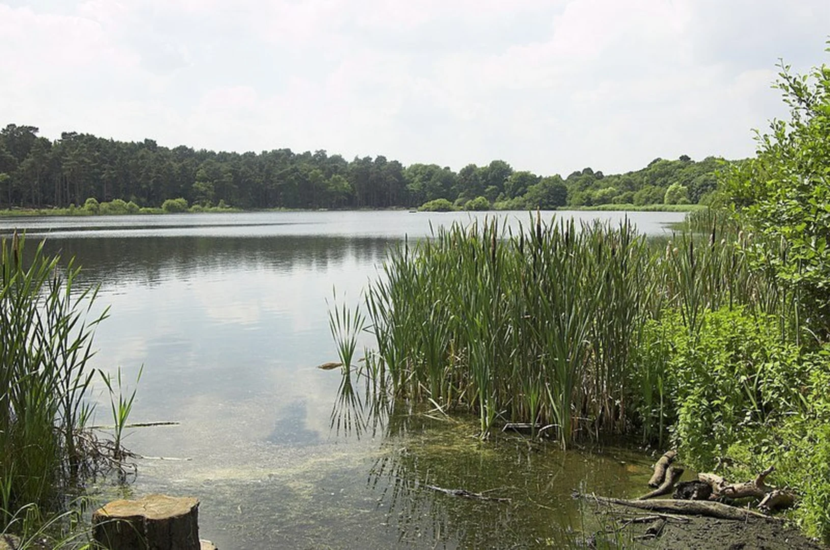 An image depicting the trail Wisley and Ockham Common Loop and its surrounding area.