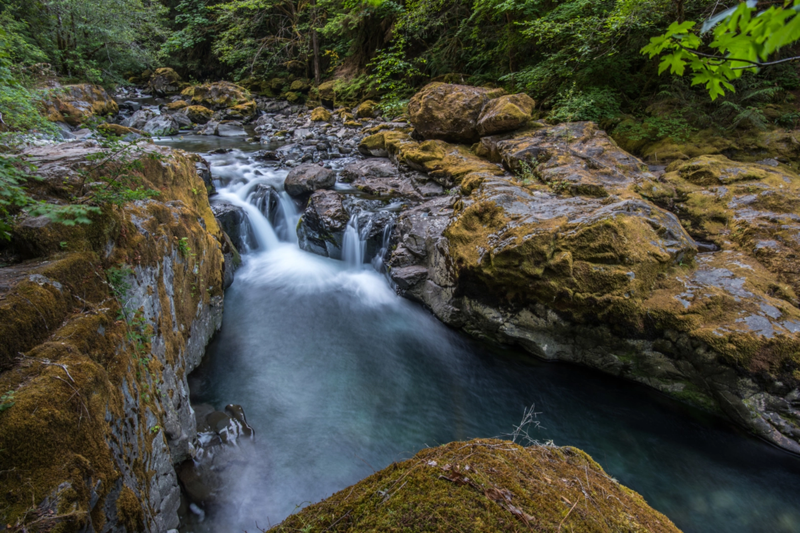 An image depicting the trail Brice Creek Trail and its surrounding area.