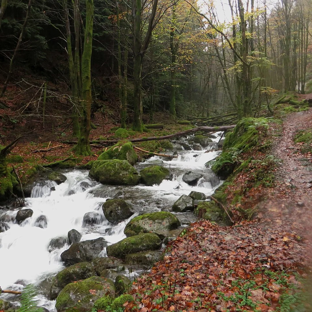 An image depicting the trail Comb Beck Short Loop Trail and its surrounding area.