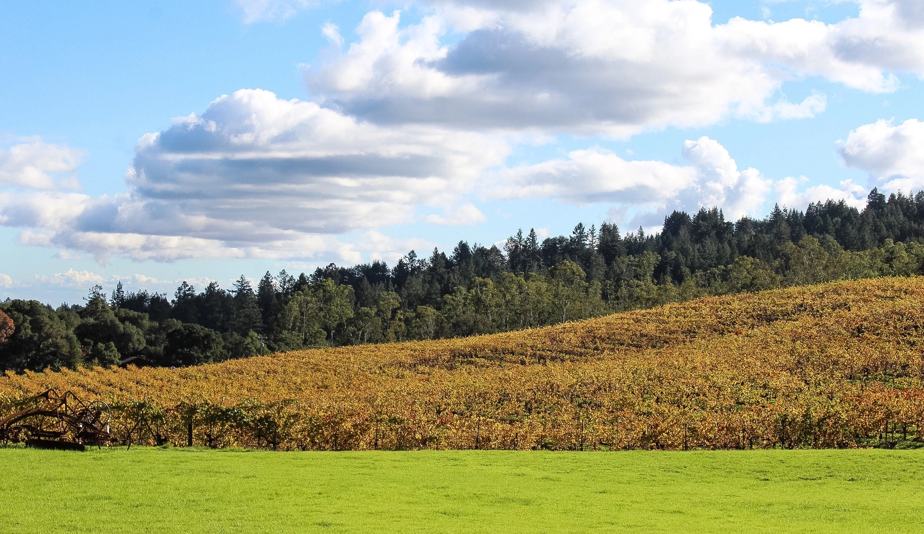 An image depicting the trail London Lake - Old Fallen Bridge Trail and its surrounding area.