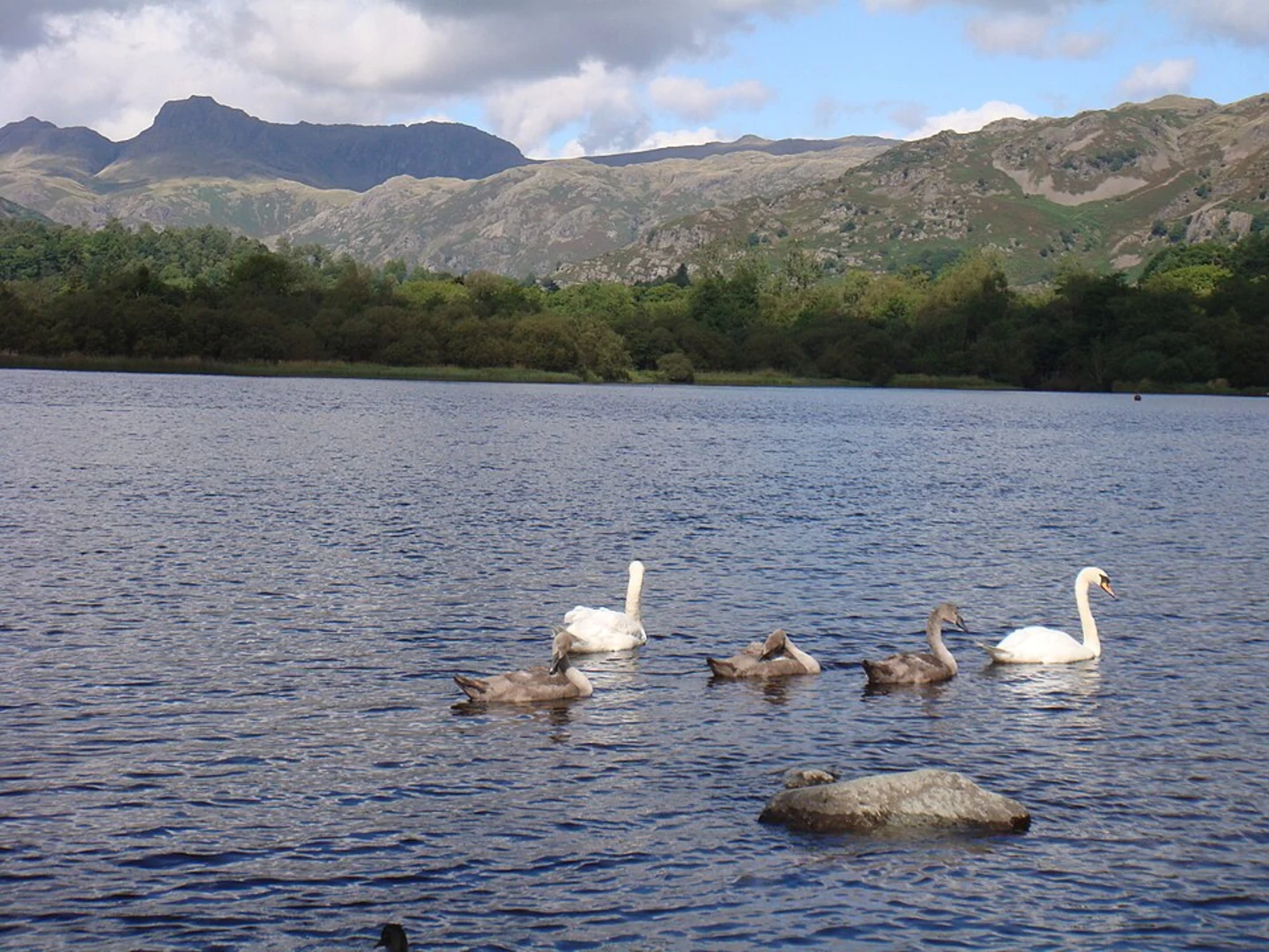 An image depicting the trail Loughrigg Tarn, Elter Water and Great Langdale Beack Loop and its surrounding area.