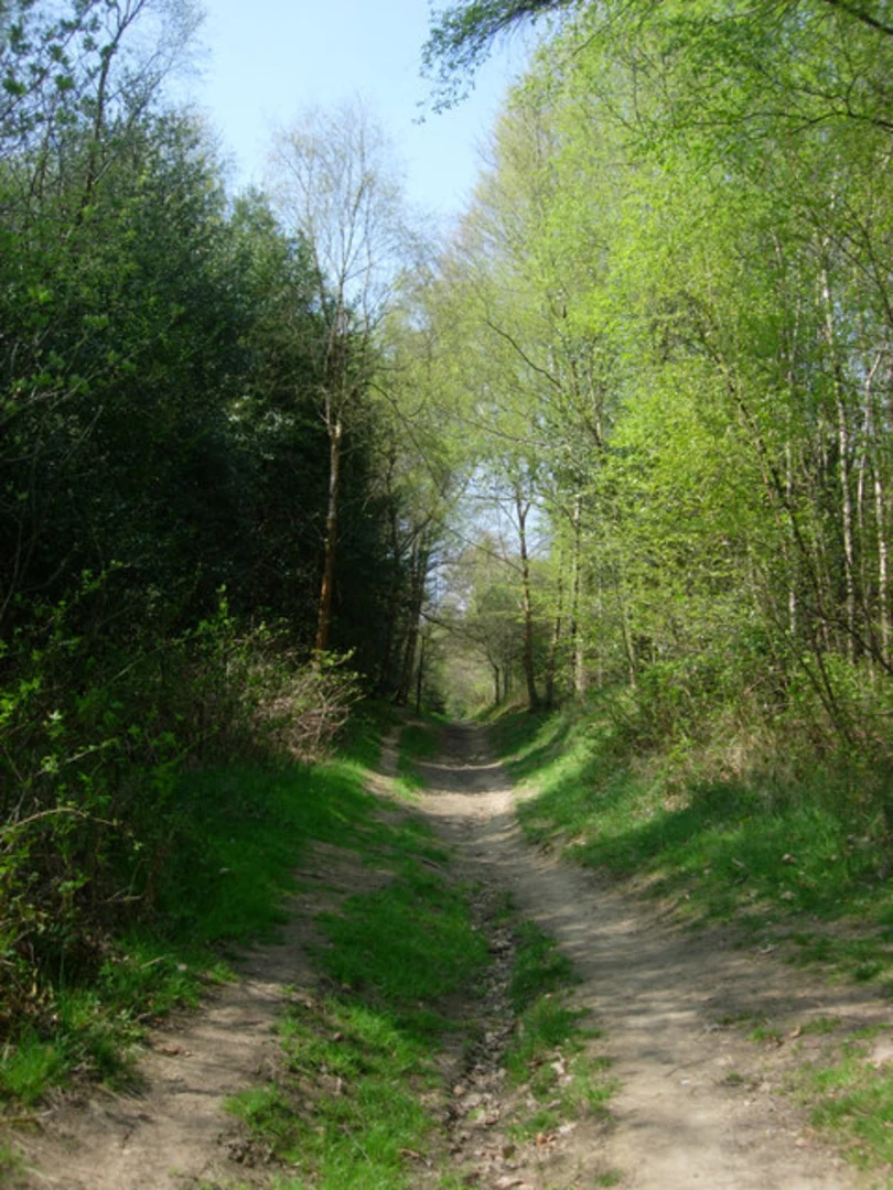 An image depicting the trail Buxted Park deer Park and Views Wood and its surrounding area.