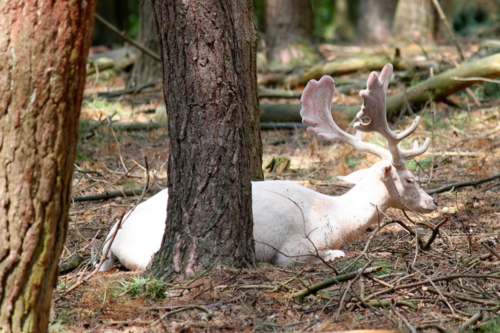An image depicting the trail Schinnen Route and A2 Loop and its surrounding area.