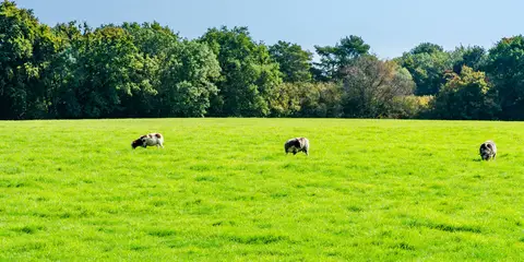 An image depicting the trail Dunstable Downs and Totternhoe from Robertson Corner and its surrounding area.