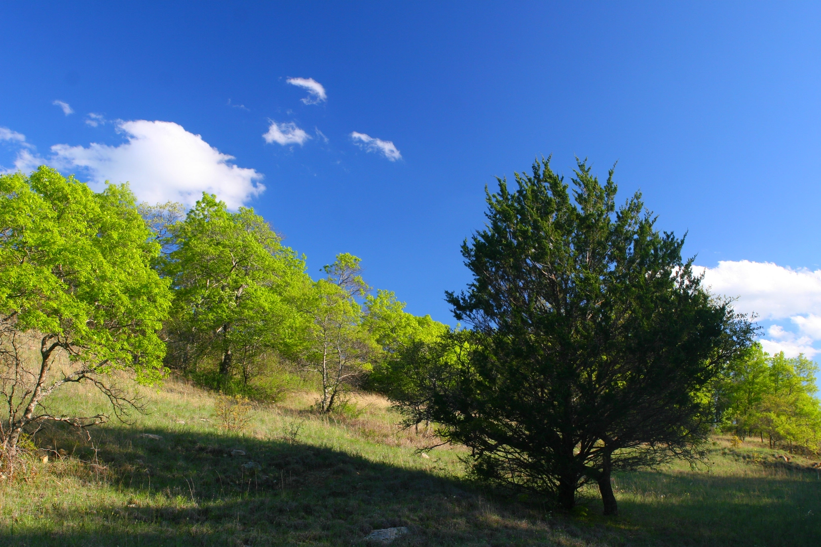 An image depicting the trail LBJ Grasslands - Blue Trail and its surrounding area.