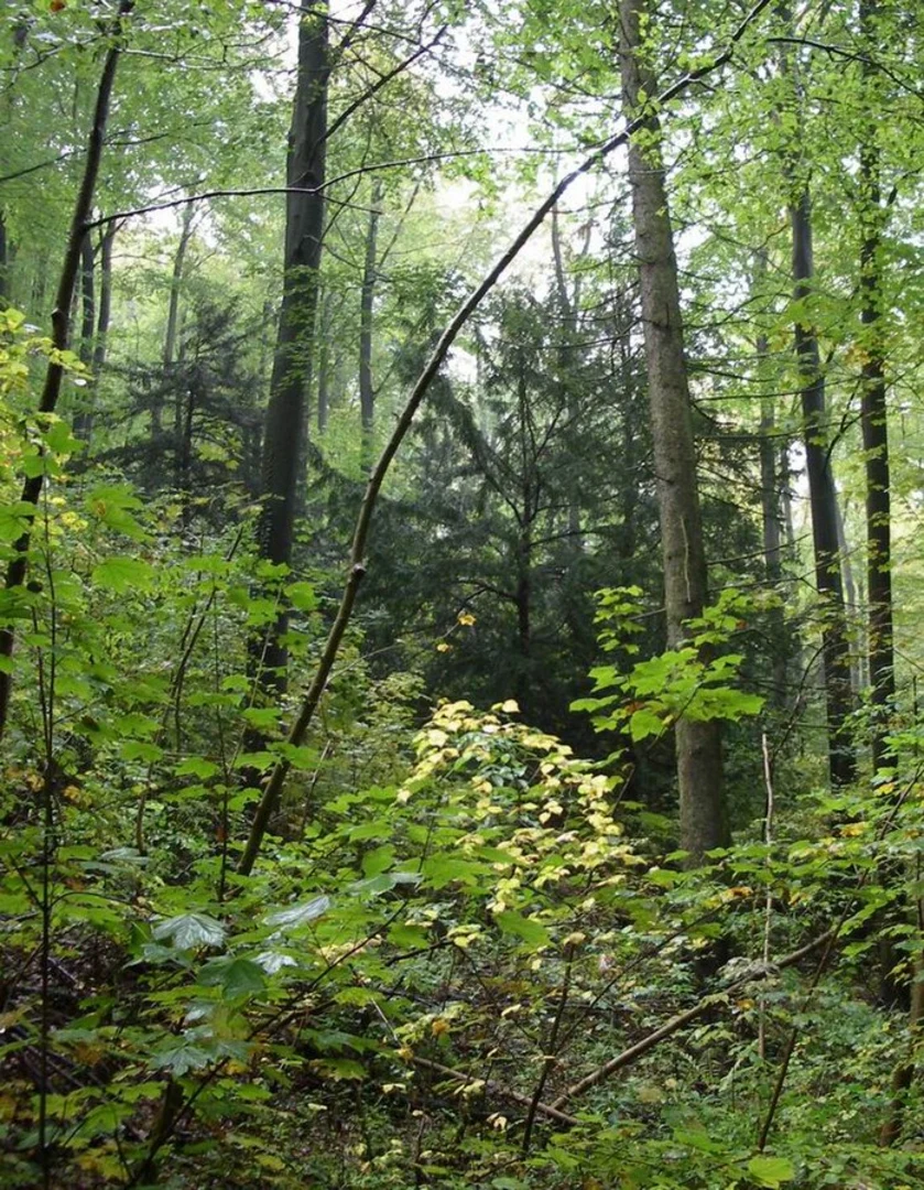 An image depicting the trail Solling-Harz Querweg and Plesse-Menschenrechtspfad and its surrounding area.