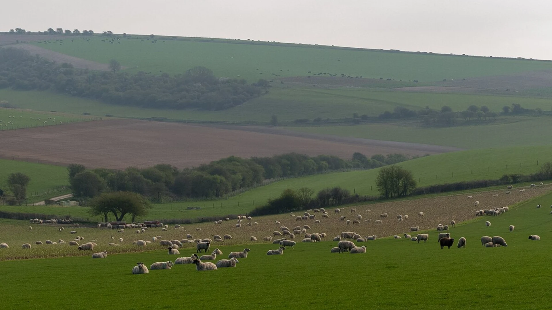 An image depicting the trail Cissbury Ring and Cissbury Plantation and its surrounding area.