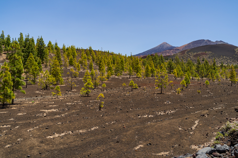 An image depicting the trail Montaña Cruz de Tea and its surrounding area.